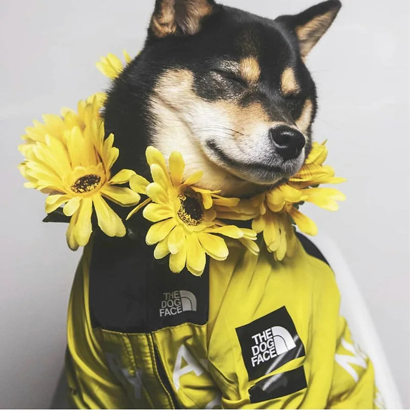PawDry Waterproof Dog Jacket | Lightweight Windproof Jacket for French Bulldogs, Chihuahuas and More