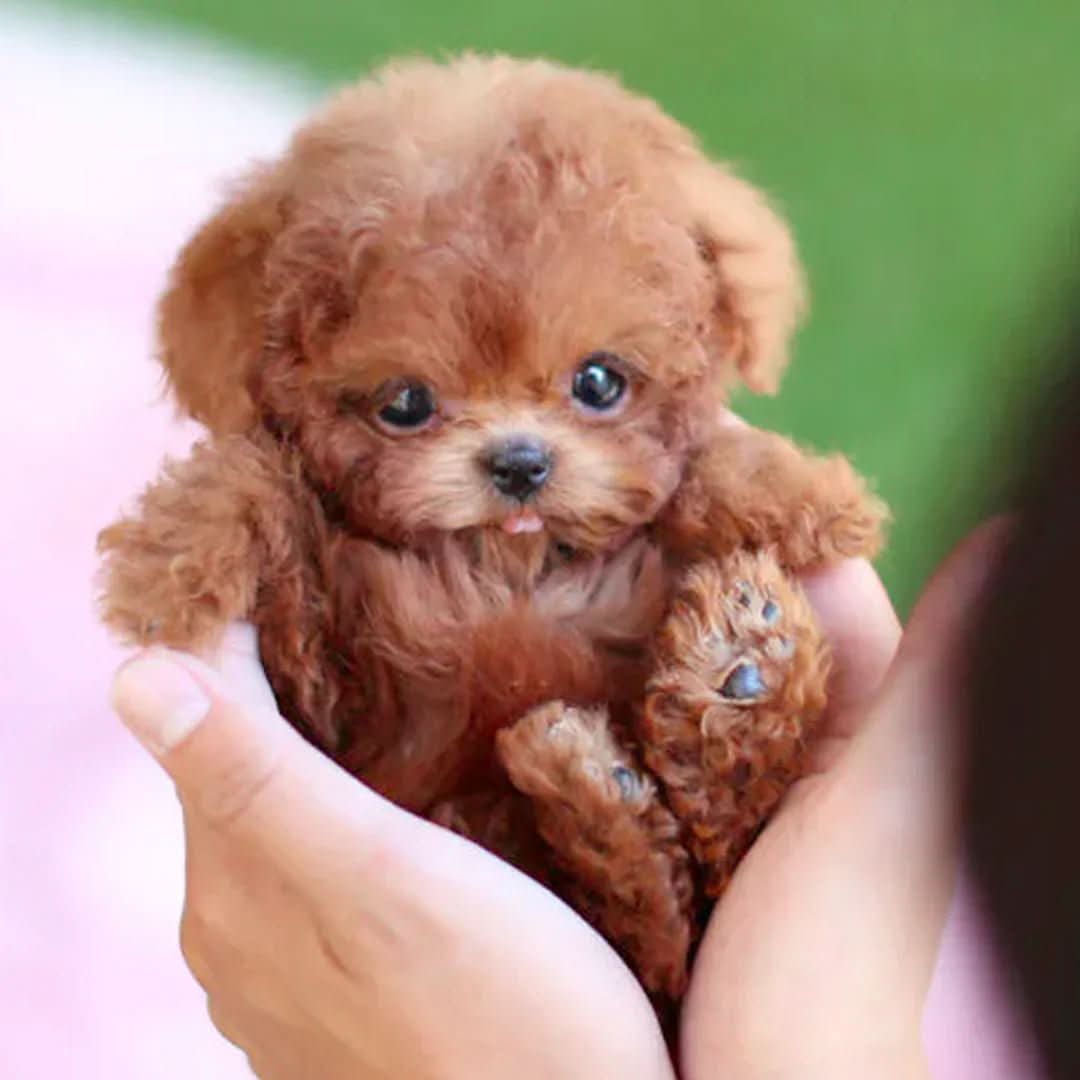 Interactive Plush Puppy Toy for Children with Movement and Sound