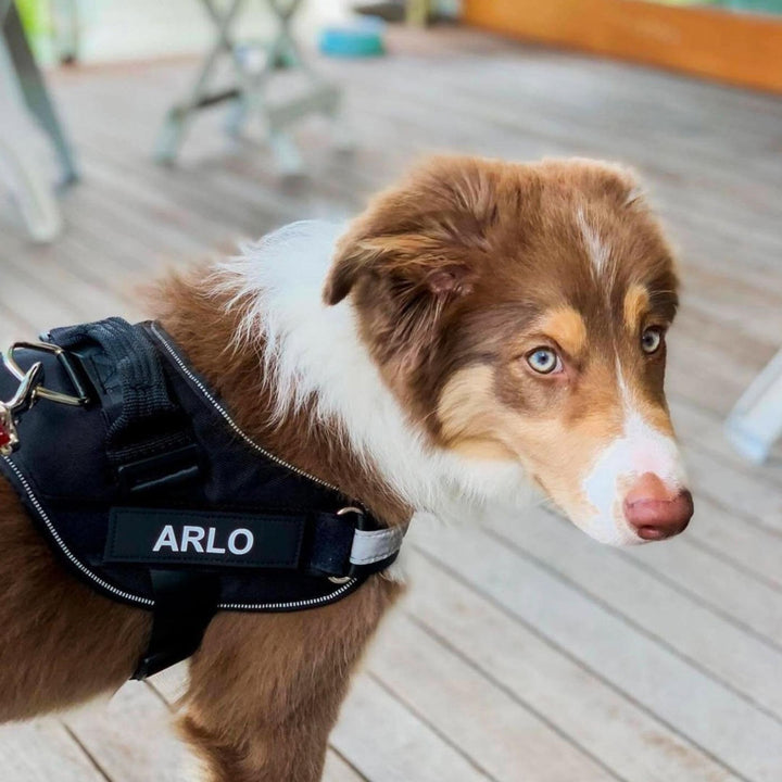 Personalisable Dog Harness – Reflective and Supportive Design