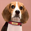 Engraved Leather Dog Collar with Personalised Nameplate
