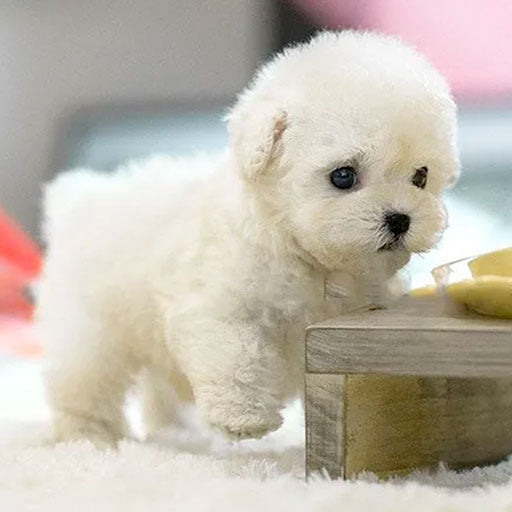 Interactive Plush Robot Dog Toy
